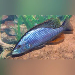 19-3.webp Compressiceps Cichlid