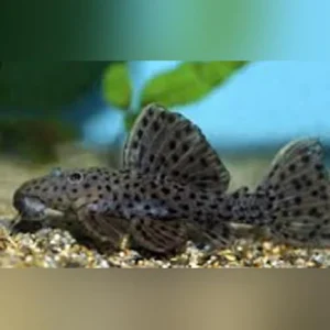 19-4-1.webp L-160 Spotted Cactus Pleco