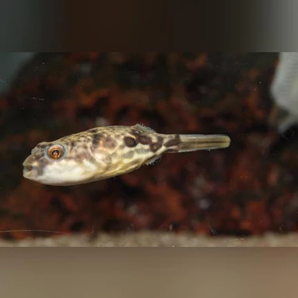 19-4.webp Fahaka Puffer