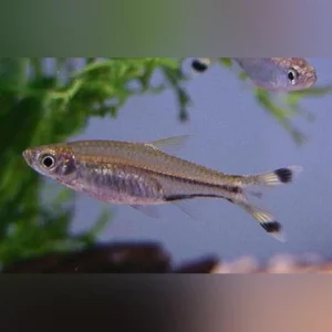 19-5.webp Scissortail Rasbora