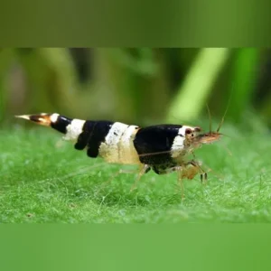 19-6-1.webp Crystal Black Shrimp