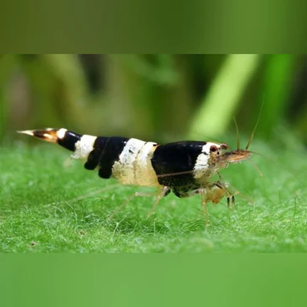 19-6-1.webp Crystal Black Shrimp