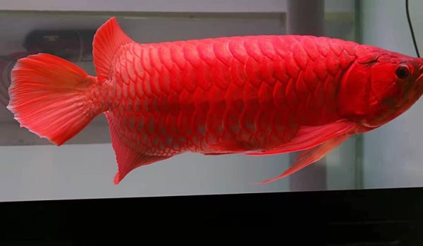 19.jpg Super Red Arowana
