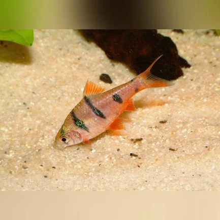 Penta (Hexazon) Barb