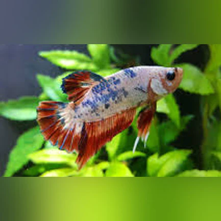 19-8.webp Koi Betta Roundtail