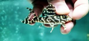 1912343797.jpg L-129 False Zebra Pleco