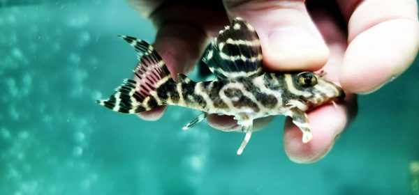 L-129 False Zebra Pleco