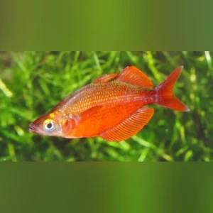 192.webp Red Rainbowfish