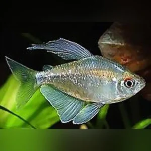 194.webp Diamond Tetra