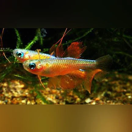 196.webp Paskai Rainbowfish