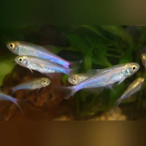 197.webp Blue King Tetra