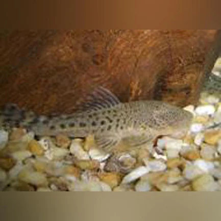 199.webp Pitbull Pleco