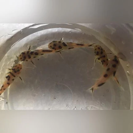 2-1.webp Dwarf Polli Catfish