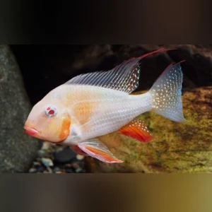 2-11.webp Albino Threadfin Geophagus