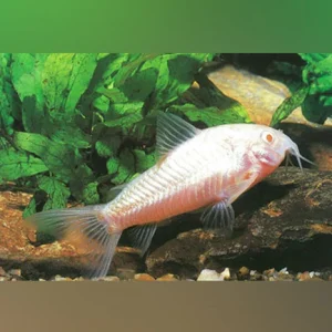 2-12.webp Albino Aeneus Cory