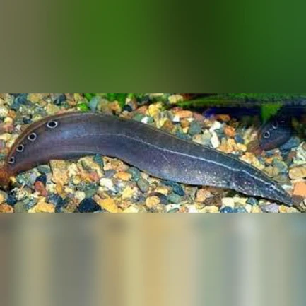 2-16.webp Peacock Eel
