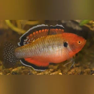 2-18.webp Empire Gudgeon Goby