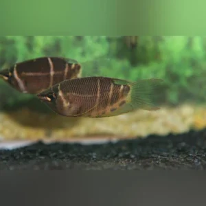 Chocolate Gourami