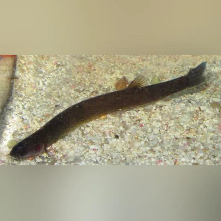 2-2-1.webp Black Kuhli Loach