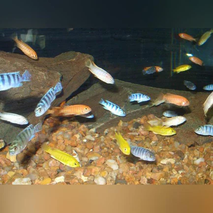 2-2.webp African Cichlid Assortment (Lot of 4)
