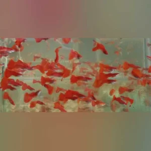 2-20.webp Albino Red Fire Guppy (Pair)