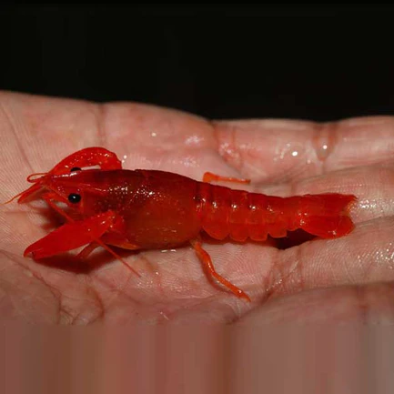 2-3-1.webp Neon Red Lobster