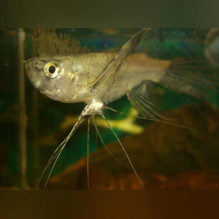 2-3.webp African Butterflyfish