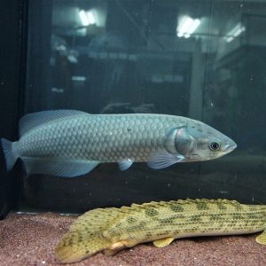 2.jpg African Arowana Fish
