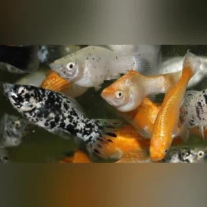 2-4-1.webp Assorted Molly (Lot of 6)