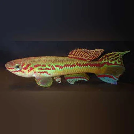 2-4.webp Amiet's Lyretail Killi (Pair)