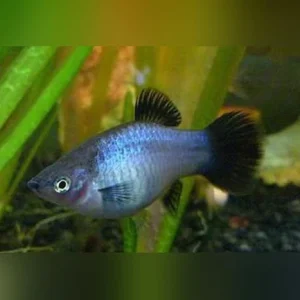 2-5.webp Neon Blue Wag Platy
