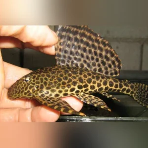 2-6.webp L-001 Spotted Sailfin Pleco