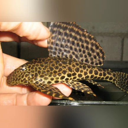 2-6.webp L-001 Spotted Sailfin Pleco