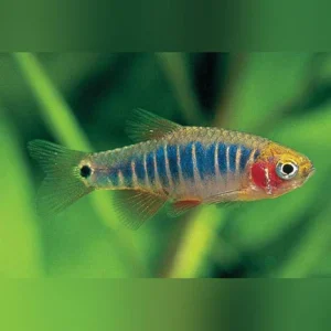 Micro Tiger Rasbora