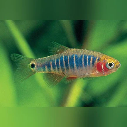 2-7.webp Micro Tiger Rasbora