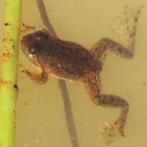 2-8.webp Asian Floating Frog