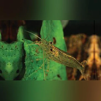 Amano Algae Eating Shrimp