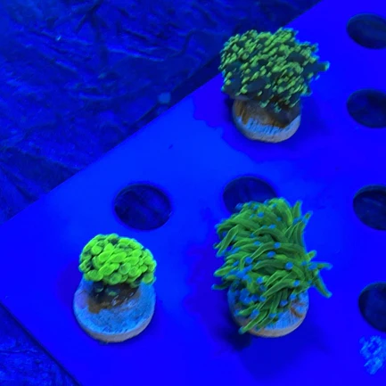 2.webp Assorted 3 lot Coral Frags Aussie