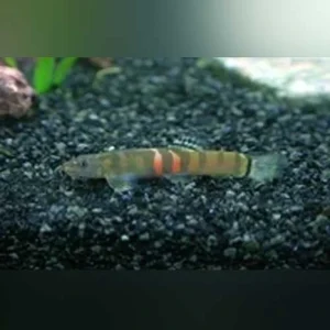 20-1.webp Sumo Loach