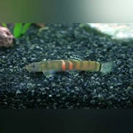 20-1.webp Sumo Loach