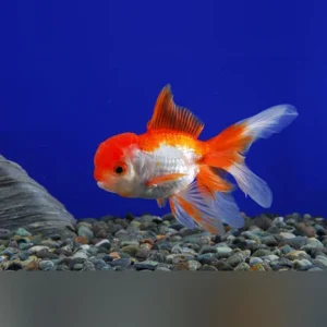 20-13.webp Red and White Oranda Goldfish
