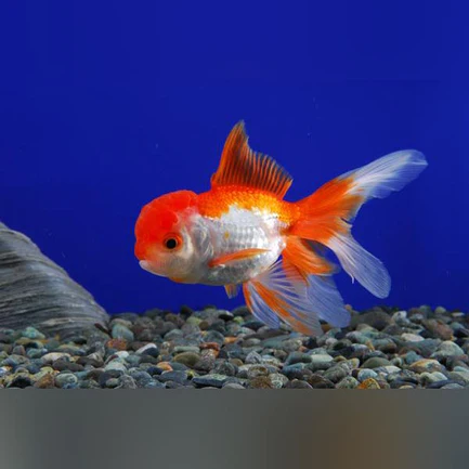 20-13.webp Red and White Oranda Goldfish