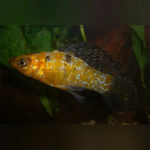 Harlequin Lyre Tail Molly