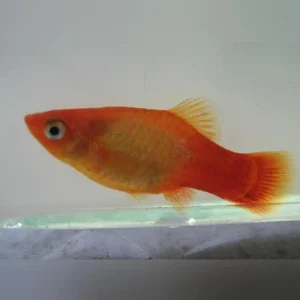 20-3.webp Marigold Platy