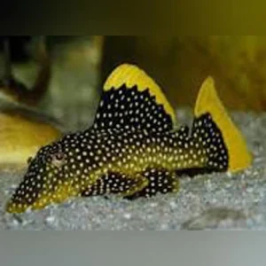 20-4-1.webp L-18 Gold Nugget Pleco