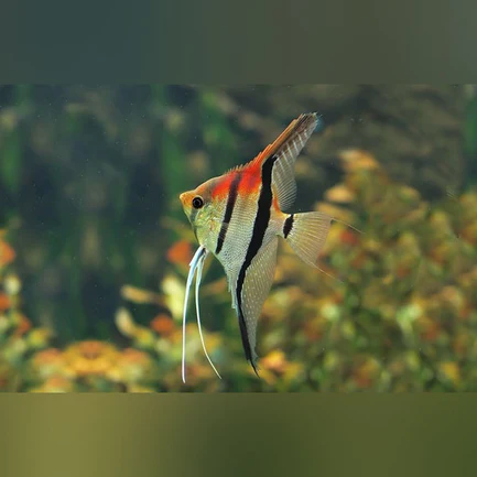 20-4.webp Manacapuru Red Shoulder Angelfish