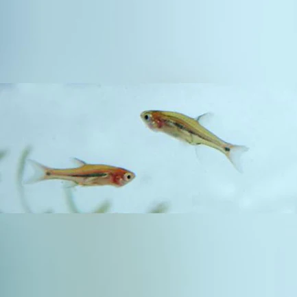 20-5-1.webp Micro Euro Rasbora
