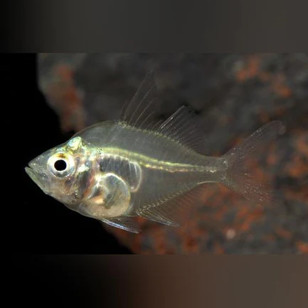 20-5.webp Dwarf Glass Fish
