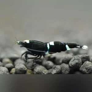 20-6.webp King Kong Shrimp BLACK Grade S