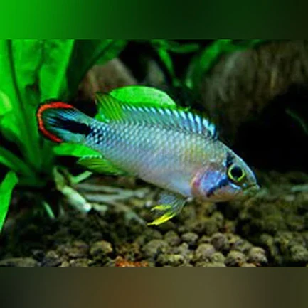 20-8.webp Apistogramma Pandurini